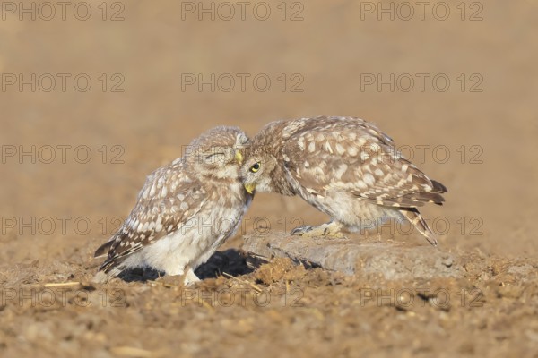 Little owl (Athene noctua) Two young birds sitting on the ground, grooming, cuddling, endangered