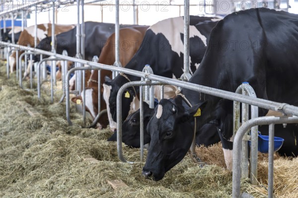 Dairy cows Holstein