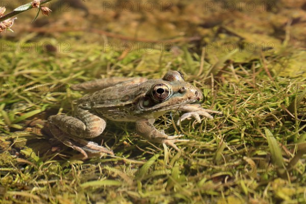 Northern leopard frog (Lithobates pipiens), adult, on ground, foraging, alert, Sonoran Desert,