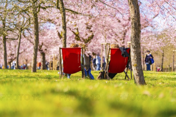 Two people sitting relaxed on deckchairs under cherry blossoms, cherry blossom garden, Schwetzingen
