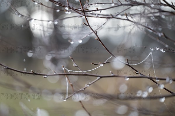 Branches of bog birch (Betula pubescens) and spider threads with frozen water droplets, detail,