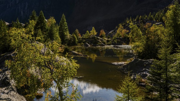Hiking trail at Grünsee, Swiss stone pine (Pinus cembra), light mood, backlight, sun, tourism,