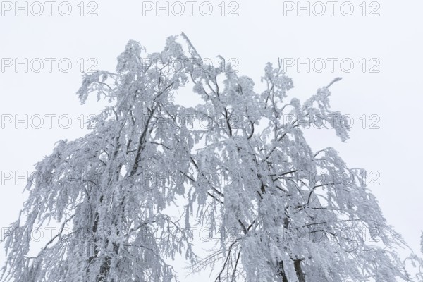The treetops, thickly decorated with hoarfrost, bend under the weight, on the Czorneboh, Upper