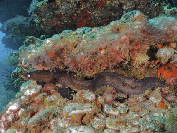 Black moray eel (Muraena augusti), Pasito Blanco reef dive site, Arguineguin, Gran Canaria, Spain,