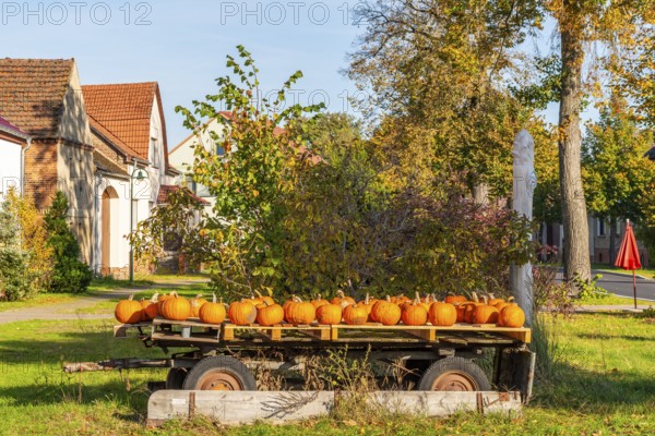 Ripe pumpkins lying on an old wooden trailer in front of a farm shop on a farm, village of Rieben