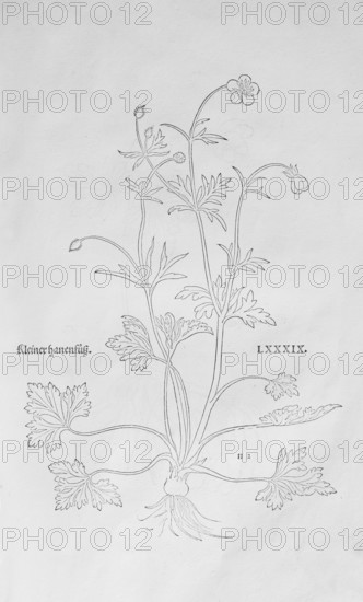 Ranunculus bulbosus (Ranunculus bulbosus), woodcut by Leonhart Fuchs, from New Kreüterbuch, neues