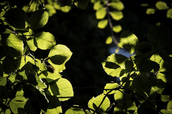 Leaves and branches of a beech tree, sculpture park, Humlebæk, Nivå Bugt, Hovedstaden, Øresund
