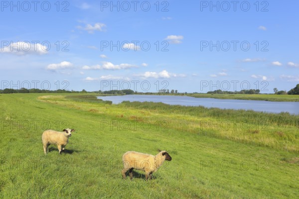 The river Ems near Weener with grazing sheep under a clear blue sky, East Frisia, Lower Saxony,