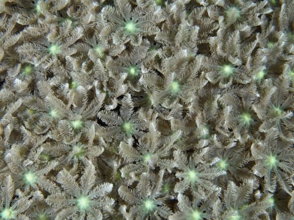 Dense tube coral (Clavularia viridis) with fine texture, dive site Pidada, Penyapangan, Bali,