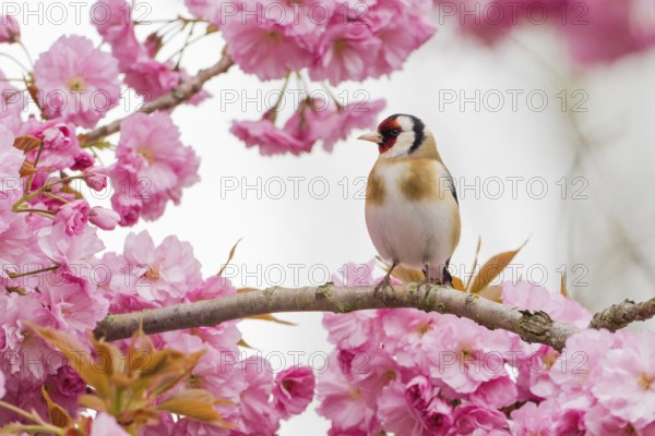 Goldfinch (Carduelis carduelis) on a branch full of pink cherry blossoms in a spring-like setting,