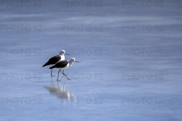 Andean Avocet (Recurvirostra andina), a pair walking on a frozen lake, Laguna Ramaditas, lagoon