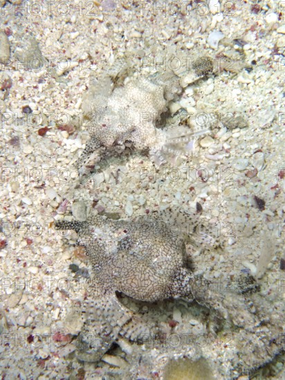 Two perfectly camouflaged fish, dwarf winged horsefish (Eurypegasus draconis), on the sandy seabed,