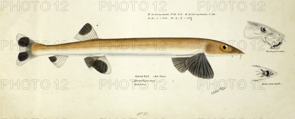 Sandfish, Gonorynchus gonorynchus, beaked salmon or beaked sandfish, fish, reproduction of an
