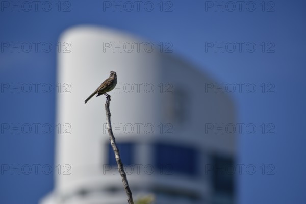 Rufous-collared sparrow (Zonotrichia capensis) in front of the Alvear Tower Puerto Madero, the