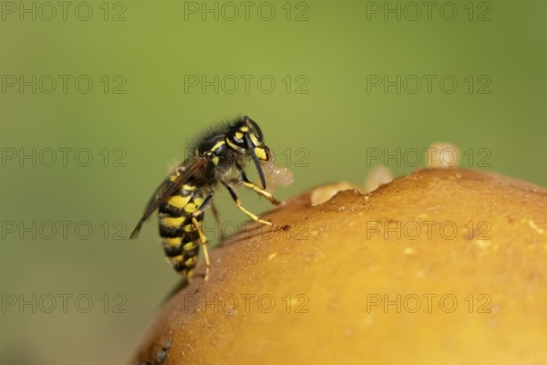 Common wasp (Vespula vulgaris) adult insect feeding on fallen fruit in a garden in summer, England,