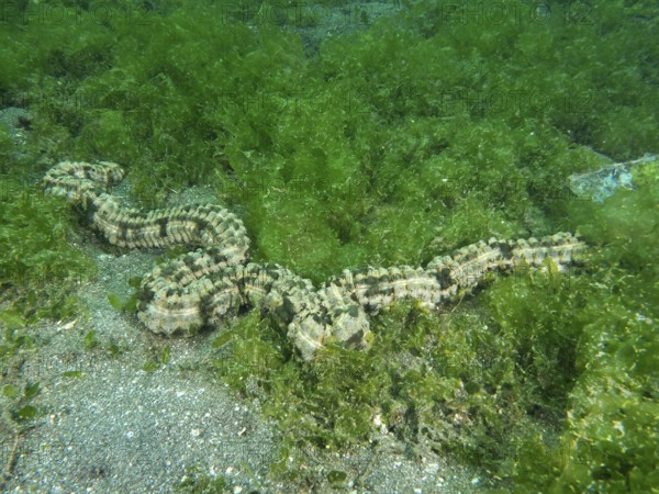 Feather mouth sea cucumber (Synapta maculata) in a dense, green algae landscape, dive site Secret