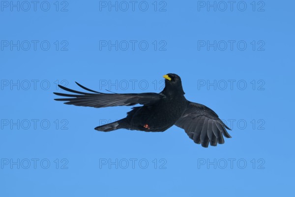Alpine chough (Pyrrhocorax graculus), bird with outstretched wings in flight against blue sky,