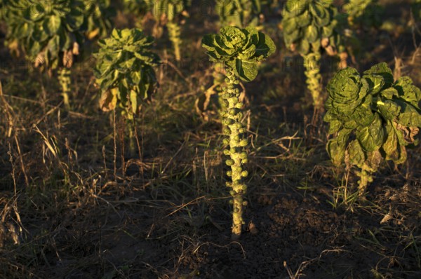 Agriculture cultivation of Brussels sprouts in a field, winter field, vegetables, agriculture,