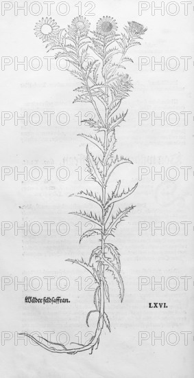 Golden thistle, common boar thistle, small weather thistle (Carlina vulgaris), woodcut by Leonhart