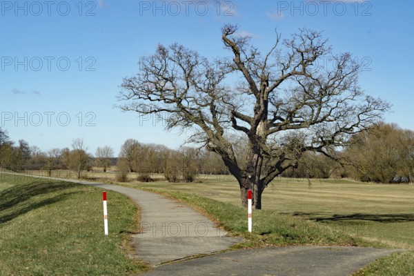 A lonely tree stands next to a rural footpath, surrounded by meadows and a blue sky, dyke, cycle