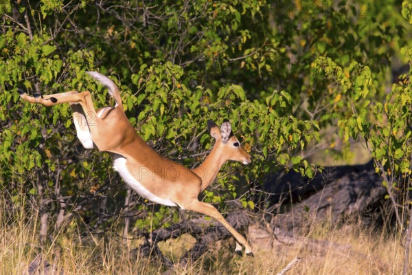 Impala (Aepyceros melampus) wbl Botsuana