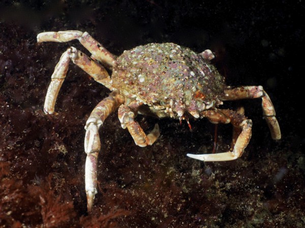 A spider crab (Maja squinado) moves on the seabed, surrounded by algae. Dive site Maharees Islands,