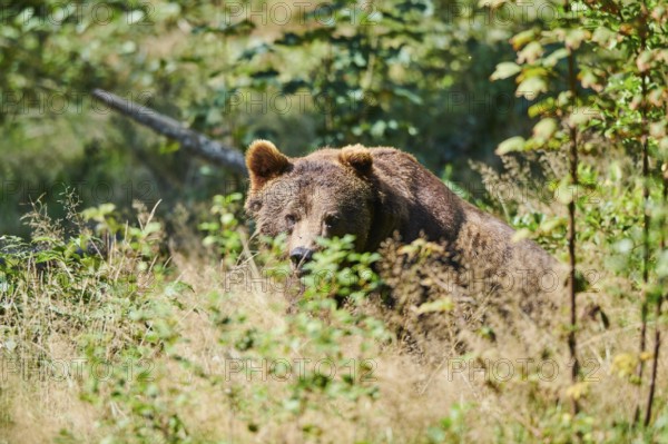 Eurasian Brown Bear (Ursus arctos arctos), looking through bushes, Bavarian Forest National Park,