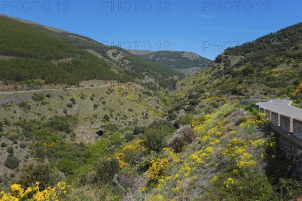 Road winds through a mountainous landscape full of blooming yellow flowers, AL-5402, north of