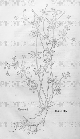Erect cinquefoil, tormentil (Potentilla erecta), woodcut by Leonhart Fuchs, from New Kreüterbuch,