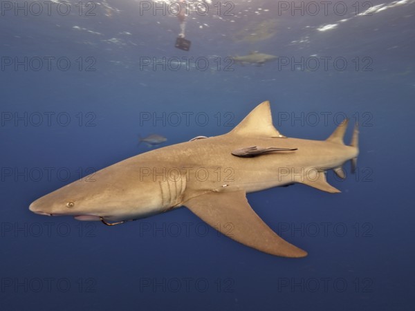 Lemon shark (Negaprion brevirostris) with fishhook in its mouth, dive site Lemon Drop, Riviera