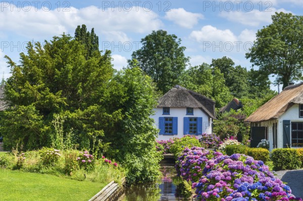 Thatched roof house, house, farmhouse, village, rural, flowers, hydrangeas, well-kept, blue sky,