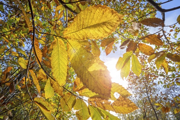 Sweet chestnut tree, Spanish chestnut (Castanea sativa) close-up of yellow leaves in autumn