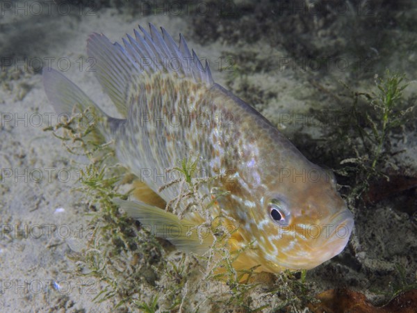A fish with colourful scales, pumpkinseed sunfish (Lepomis gibbosus), dive site Pumpwerk