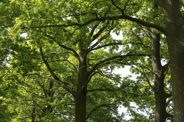 Oaks (quercus) with foliage and typical growth habit, Döbra, Oßling, Saxony, Germany