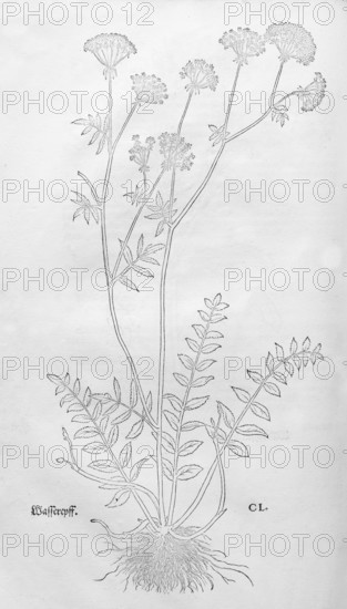 Berula erecta (Berula erecta), woodcut by Leonhart Fuchs, from New Kreüterbuch, neues Kräuterbuch,