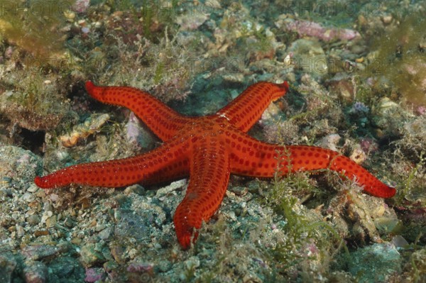 Orange-coloured starfish (Hacelia attenuata) on a rocky seabed. Dive site Marine reserve Cap de