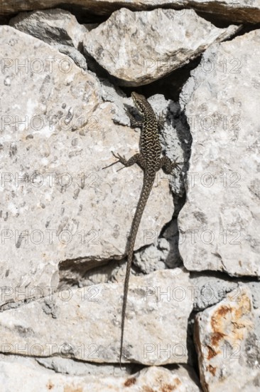 Sicilian wall lizard (Podarcis waglerianus), Sicily, Italy