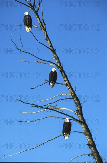 Bald eagle (Haliaeetus leucocephalus), eagle perched and hunting for salmon, in the Chilkat Valley