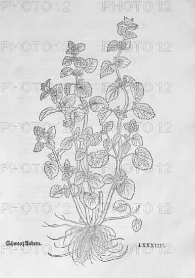 Black nettle (Ballota nigra), woodcut by Leonhart Fuchs, from New Kreüterbuch, neues Kräuterbuch,