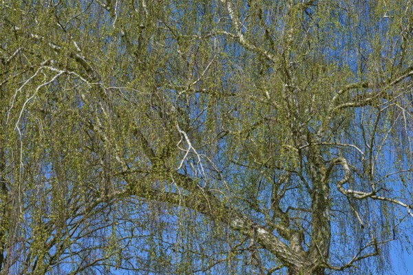 Detailed view of birch tree branches in front of a clear blue sky, Seckmauern, Lützelbach,