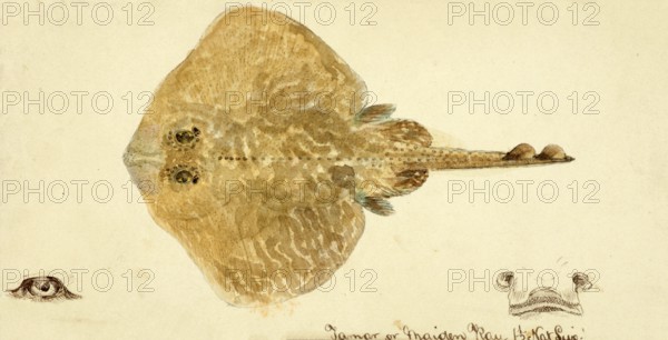 Skate (fish), Rajidae, skate, fish, reproduction of an original, by Frank Edward Clarke (b. 1849, d