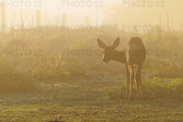 A young male roe deer (Capreolus capreolus) stands on a green meadow against the light at sunrise