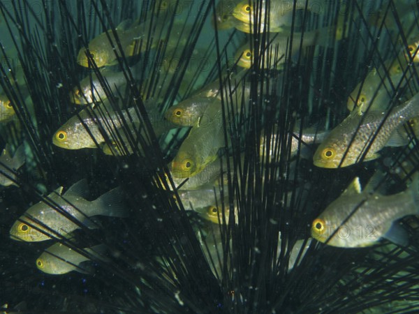A group of bannerfin cardinalfish (Ostorhinchus hoevenii) swimming between the long spines of