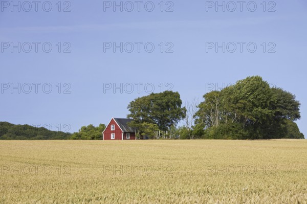 Lonely traditional red wooden cottage along field in summer in rural Skåne, Scania, Sweden,