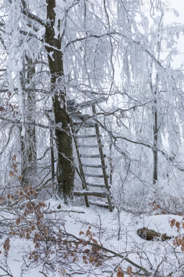 High seat in the winter forest, the trees are thickly decorated with snow and hoarfrost on the
