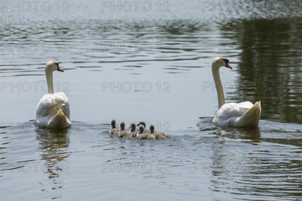 Swan family of the Mute Swan (Cygnus olor) with chicks on the middle pond near Neudorf Klösterlich,