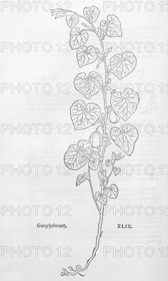 European Birthwort (Aristolochia clematis), woodcut by Leonhart Fuchs, from New Kreüterbuch, neues