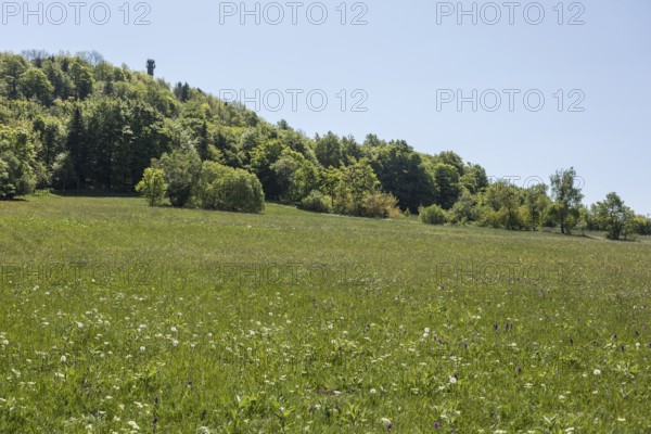 Colourful flowers in the Klengel meadow on the Geisingberg, mountain meadows in the Eastern Ore