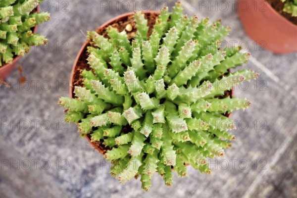 Top view of 'Stapelia Desmetiana' houseplant with cactus-like toothed stems in flower pot. Also