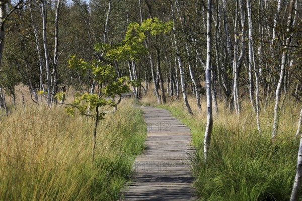 Educational trail and hiking trail, landscape in the Soos, moor, national nature reserve in the